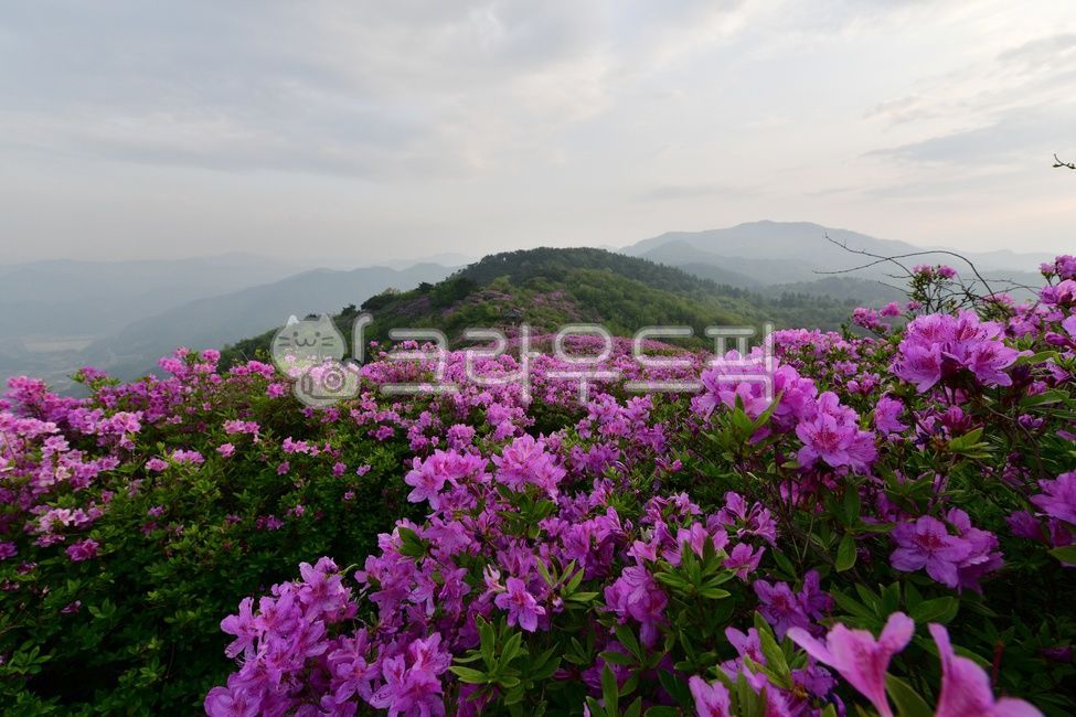 flower,plant,식물,blossom,꽃,outdoors,옥외,nature,자연,남원봉화산철쭉제,봉화산철쭉제,남원봉화산,남원봉화산철쭉,봉화산철쭉,철쭉꽃,봉화산아침,남원봉화산아침,봄,계절,봉화산봄,봉화산여명