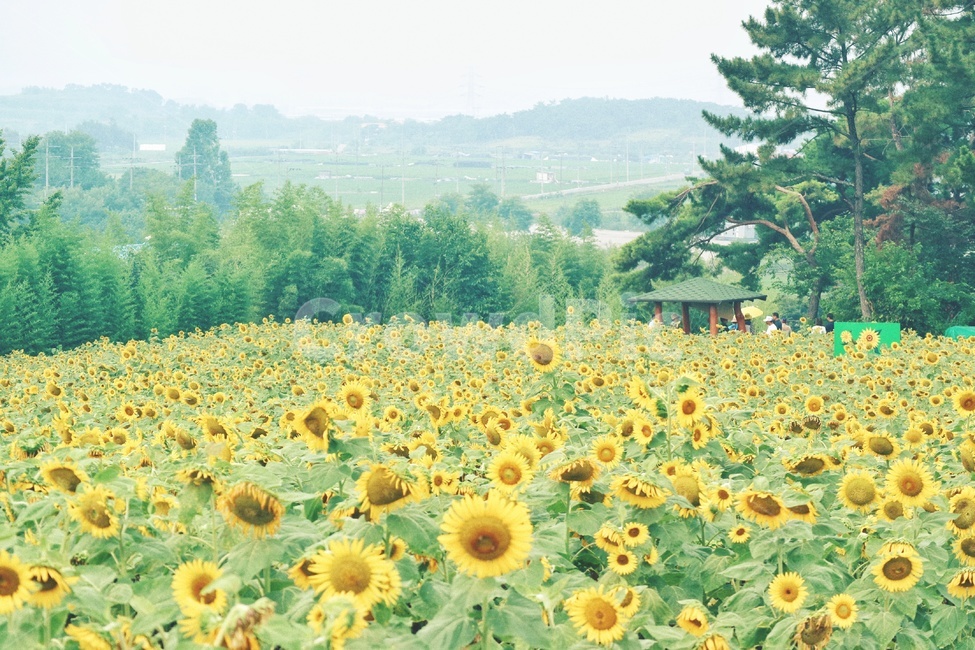 해바라기,꽃,sunflower,flower,여름,감성,식물,자연,plants,nature,꽃,flower