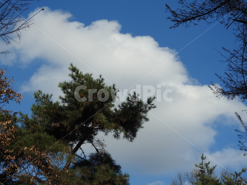 나무,식물,하늘,구름,가을,자연,자연,풍경,nature,landscape