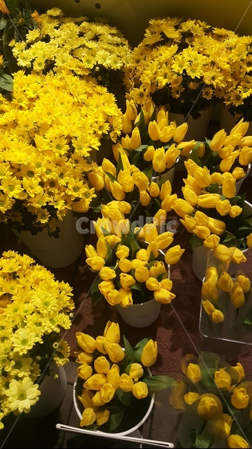 노란색,국화,밤,plant,식물,flower,꽃,튤립,yellow