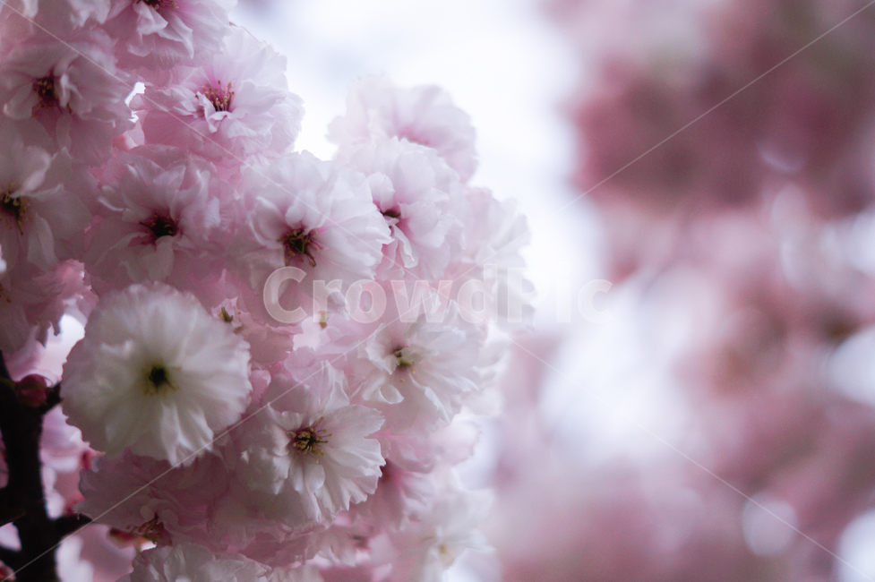 plant,식물,flower,꽃,blossom,겹벚꽃,벚꽃,cherryblossom,spring,봄,봄느낌,나무,꽃나무,벚꽃나무,따뜻함,따뜻한느낌,햇빛,sunshine