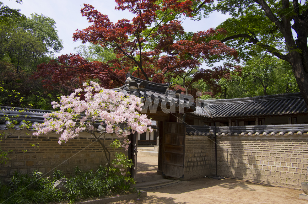 후원,비원,창덕궁후원,창덕궁,한옥,봄,계절,기와집,벚꽃,봄꽃,봄날