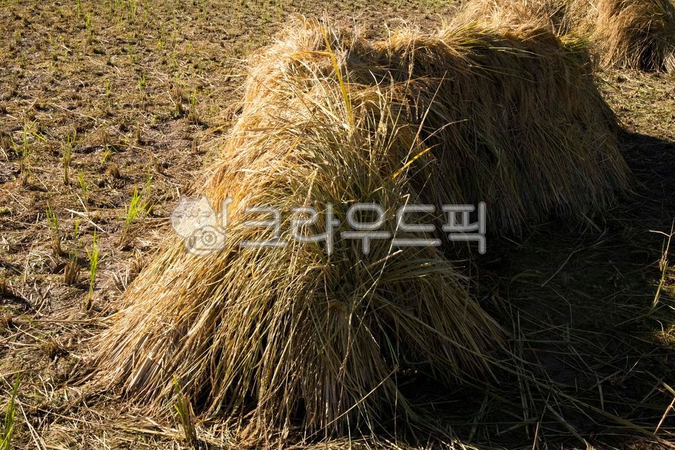 볏집,볏단,벼,논,추수,가을,10월,수확,농사,농부,양식,ricesheaf,rice,paddyfield,harvest,fall,october,farming,farmer,aquaculture