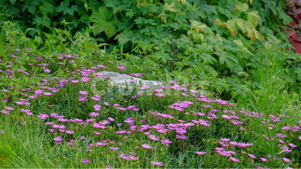 들판,꽃,식물,분홍꽃,봄,봄,계절,spring,season,식물,자연,plants,nature,꽃,flower,plant