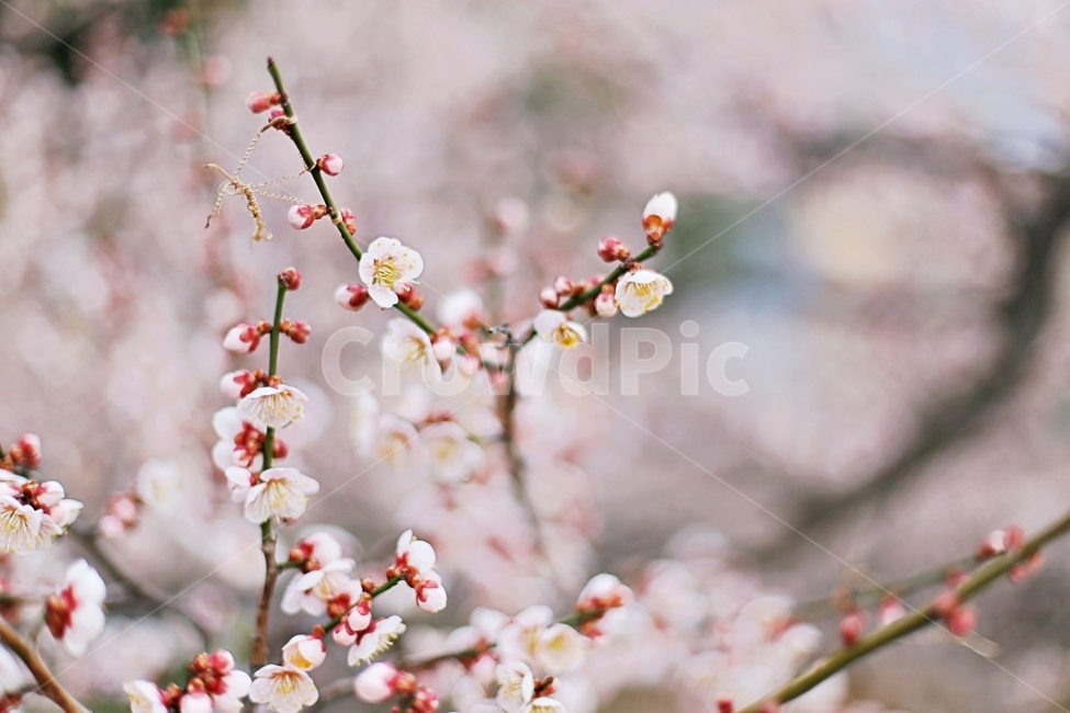 매화마을,매화꽃,매화,매화축제,하동,hadong,flower,꽃,봄,계절,spring,season,식물,자연,plants,nature,꽃,flower,plant
