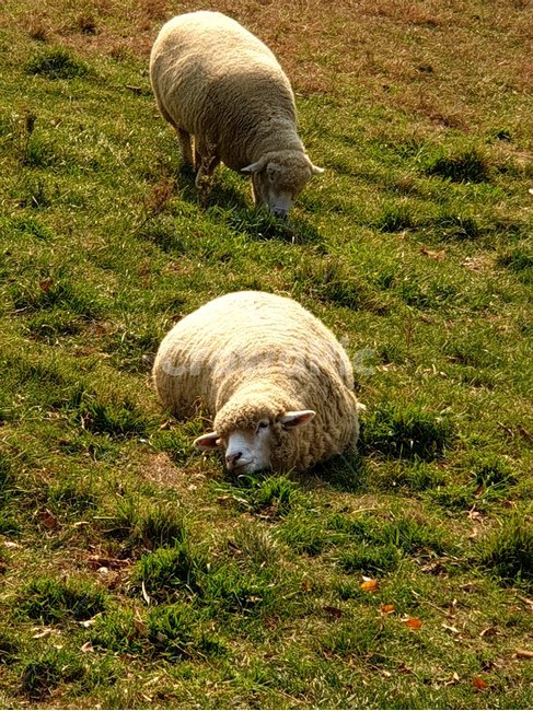 양,귀여운,잔디,방목,초원,들판,동물,animal,포유류,mammal,목축업,목장,livestock farming,ranching,pasture