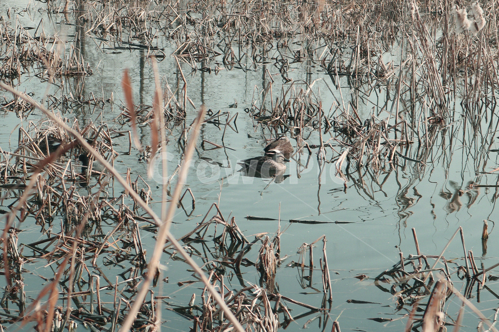 물,water,자연,nature,오리,새