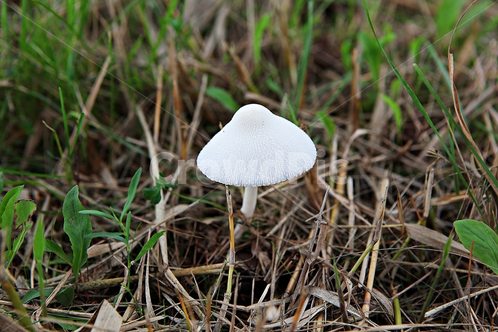 독버섯,버섯,종균,균,식물,여름,계절,버섯,mushroom