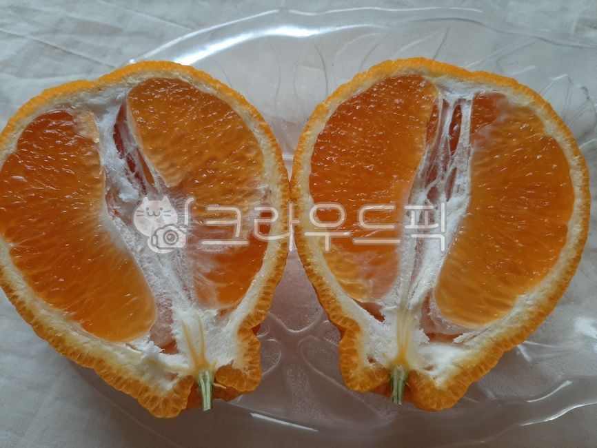 한라봉, 귤, 감귤, citrusfruit, 감귤류과일, 사진,이미지,일러스트,캘리그라피 - wideart작가