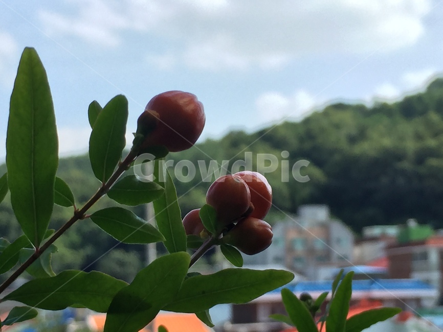 plant,식물,fruit,과일,food,음식,과일,열매,fruit