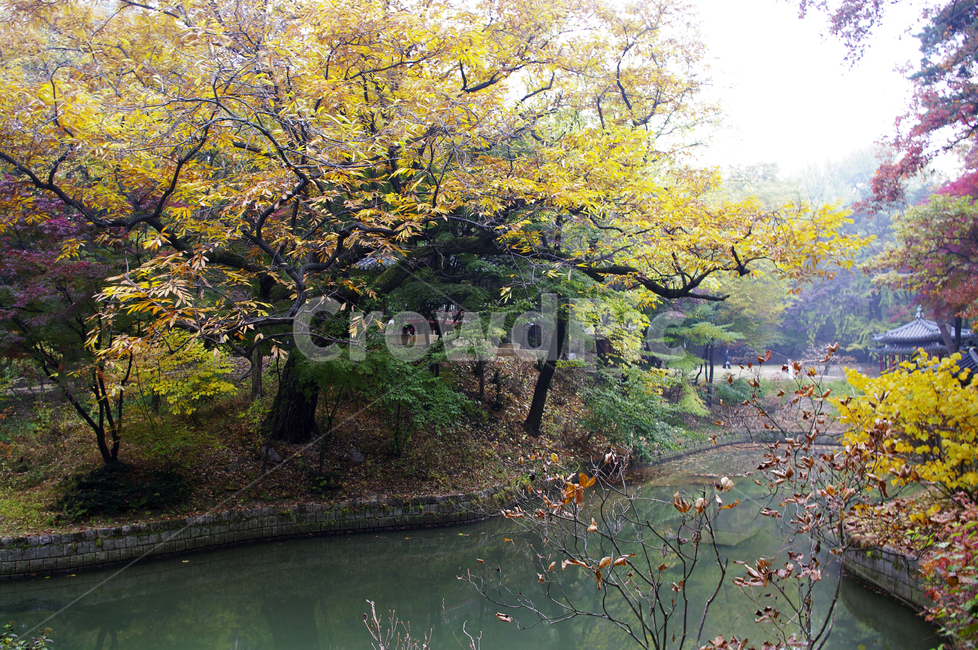 가을,fall,나무,식물,plant,단풍,잎,가을,계절,fall,autumn,season,자연,풍경,nature,landscape,tree,tree trunk,나무 줄기