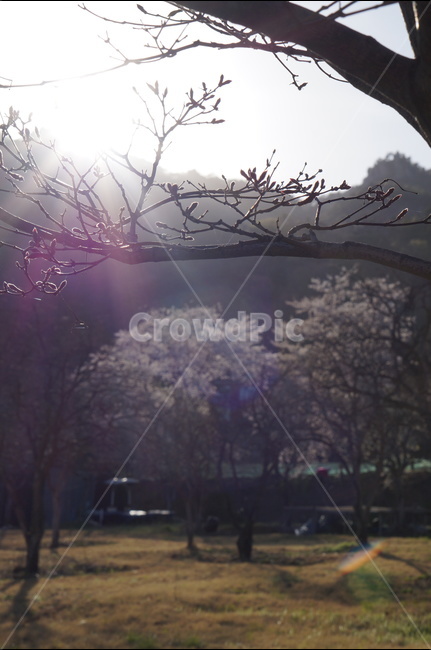 석양,나무,노을,맑음,강렬함,봄,봄,계절,spring,season,식물,자연,plants,nature,나무,trees,wood,flare,플레어,light,빛,plant