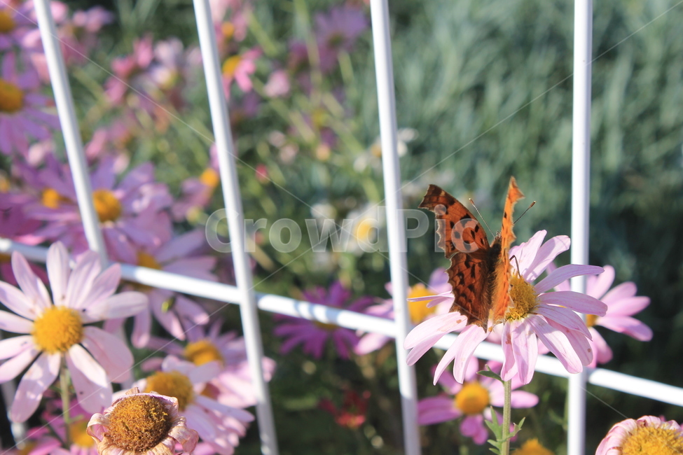 margueritedaisy,daisy,marguerite,가을,꽃,autumn,fall,flower,flowers,plant,식물,데이지,마가렛,나비,butterfly,monarchbutterfly,blossom,pollen,식물,자연,plants,nature,꽃,flower,곤충,벌레,insect,bug
