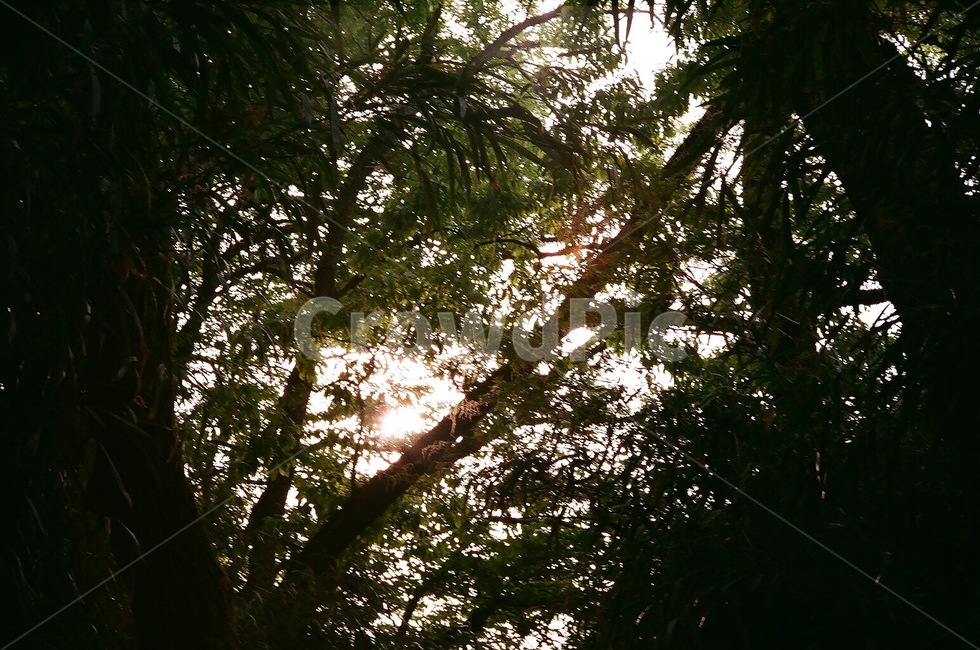 숲,여름,햇빛,나무,tree,forest,summer