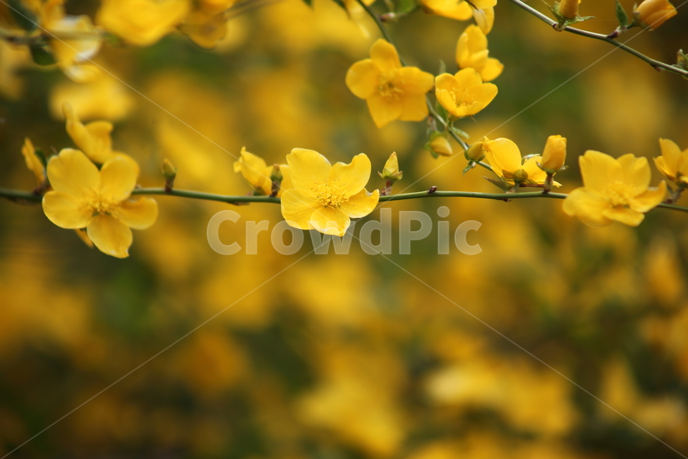 황매화,꽃,장미과,봄,kerriajaponica