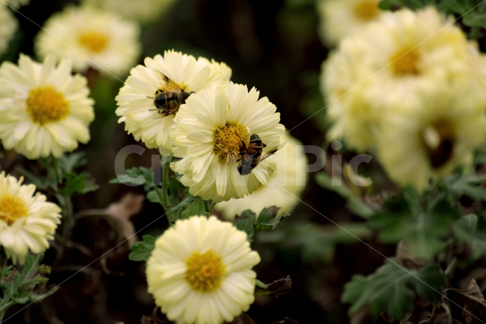 꽃,벌,꿀벌,꿀,근접촬영,가을,식물,자연,plants,nature,꽃,flower,동물,animal,곤충,벌레,insect,bug