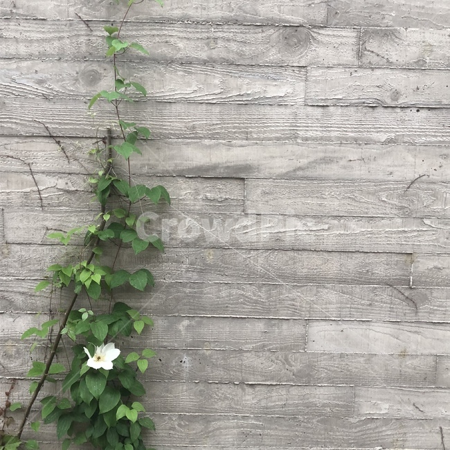 꽃,식물,벽,flower,담벼락,자연,풍경,제주