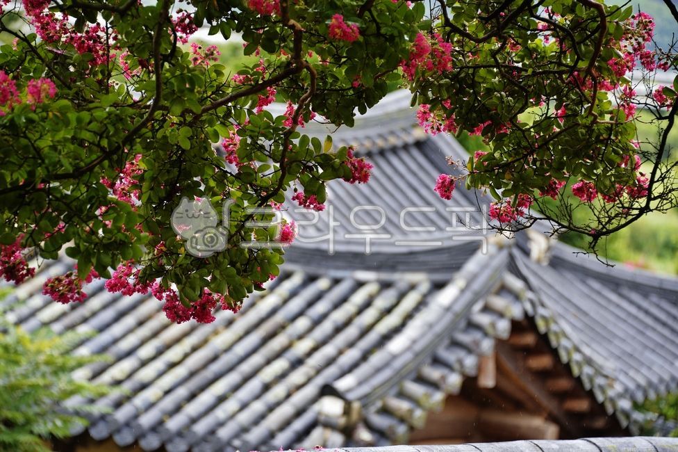 전통가옥,한국의멋,주거지,기와집,기와,고풍,식물,배롱나무,배롱꽃,꽃