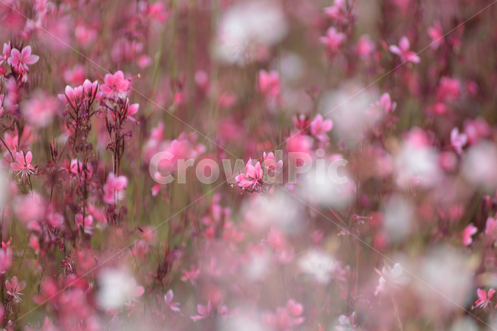 가우라,홍접초,바늘꽃,꽃,식물,식물,자연,plants,nature,꽃,flower,감성,sensible,feeling