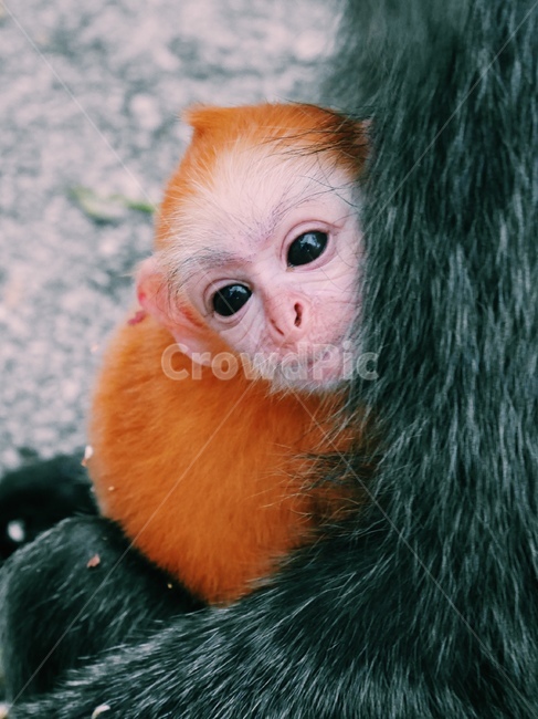 wildlife,야생동물,mammal,포유류,animal,동물,monkey,원숭이,새끼원숭이