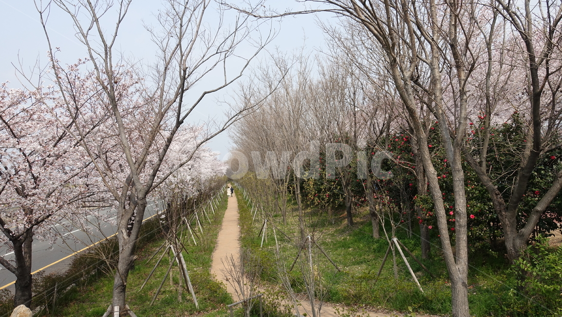 삼락강변,벚꽃,봄풍경,봄꽃,꽃,길,봄,계절,spring,season,자연,풍경,nature,landscape,plant,식물