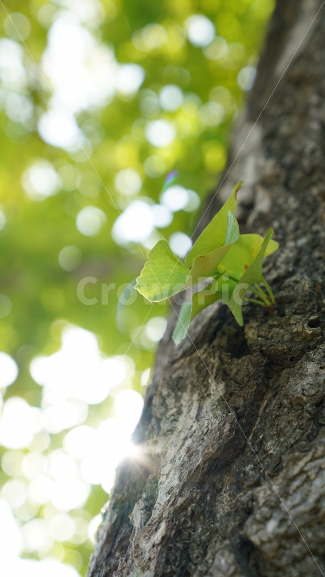 나무,나뭇잎,잎사귀,자연,풍경,식물,자연,plants,nature,휴식,힐링,rest,relaxation,healing