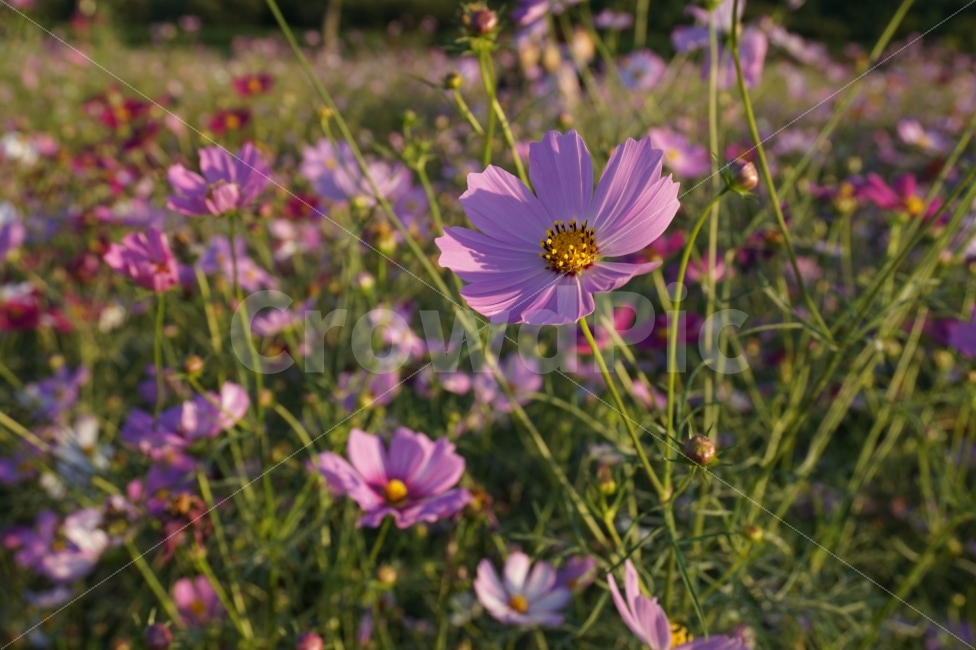 가을,계절,꽃,코스모스,자연,일상,스냅,힐링,휴식,fall,autumn,season,flower,cosmos,nature,daily,snap,rest,가을,계절,fall,autumn,season,식물,자연,plants,nature,꽃,flower,plant,anemone,아네모네,blossom