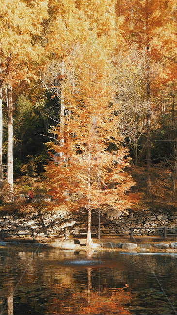 나무,자연,풍경,가을,단풍,휴양림,휴식,힐링,숲,가을,계절,fall,autumn,season,식물,자연,plants,nature,나무,trees,wood,tree,plant