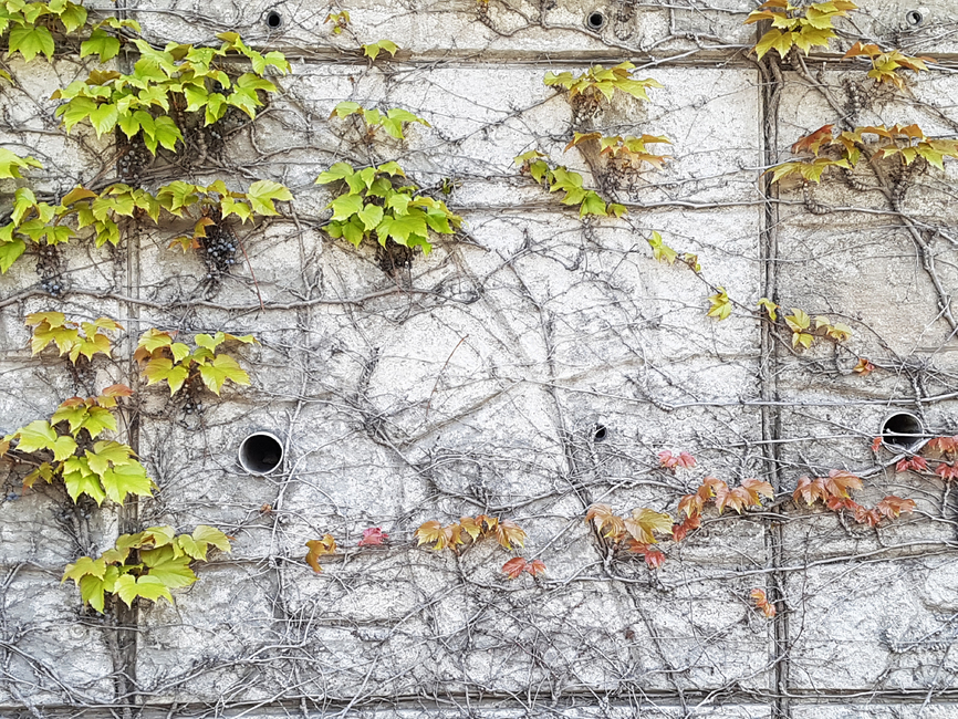 넝쿨,식물,벽,잎,leaf,plant,식물,자연,plants,nature