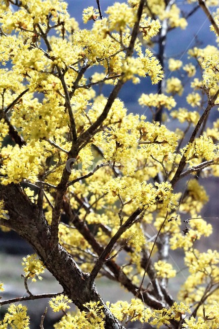 봄,산수유,꽃,노란색,나무,식물,자연,계절,yellow,nature,season,flower,beauty,tree,봄,계절,spring,season,식물,자연,plants,nature,꽃,flower,plant