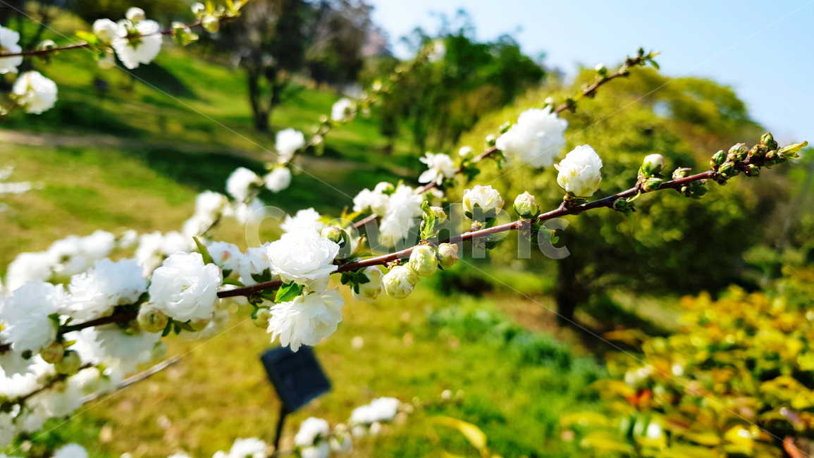 꽃,옥매,옥매화,흰매화,매화,흰꽃,봄,계절,spring,season,식물,자연,plants,nature,꽃,flower,plant