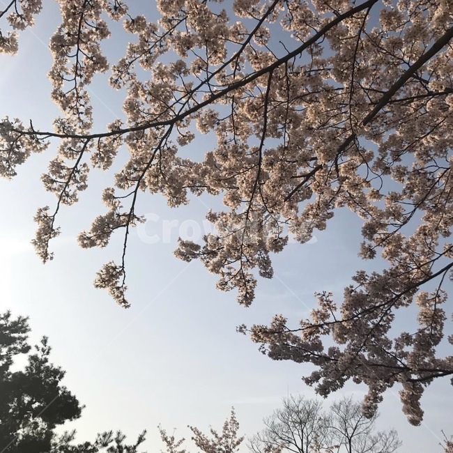 벚꽃,봄,하늘,벚꽃놀이,나무,벚꽃나무,봄,계절,spring,season,plant,식물