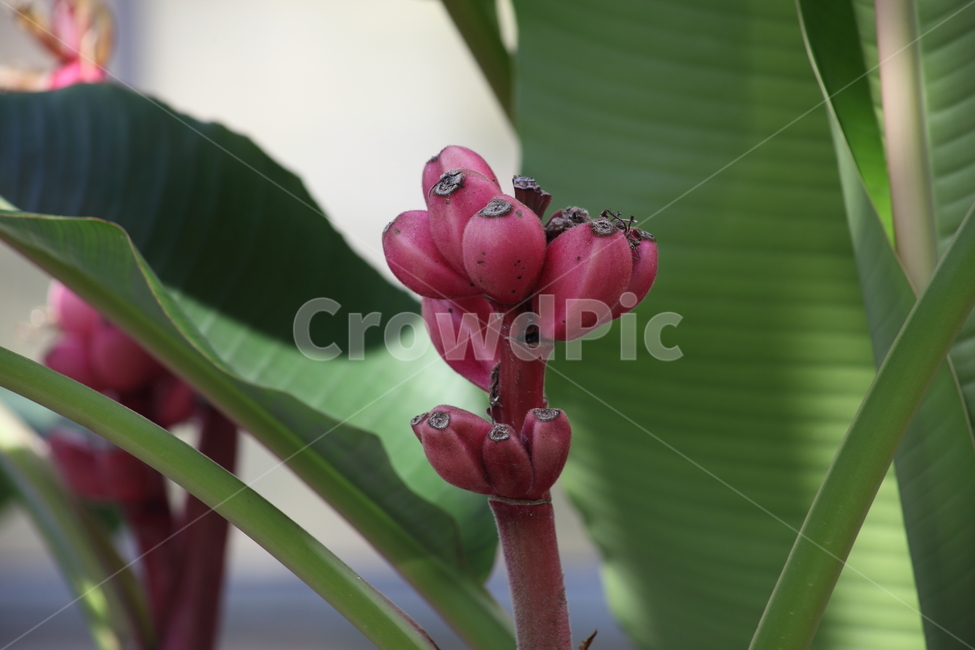 붉은바나나,바나나,열매,과일,banana,식물,자연,plants,nature,과일,열매,fruit