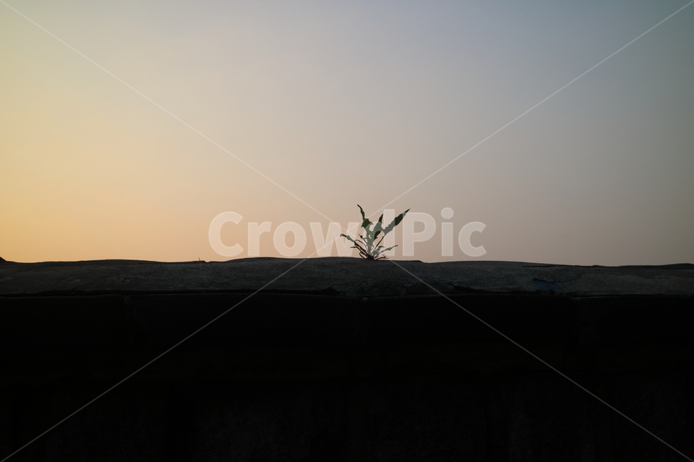 하늘,일몰,잡초,자연,풀,야외,풍경,여름,오후,길,식물,sky,sun,landscape,summer,sunset,grass,outdoors,식물,자연,plants,nature