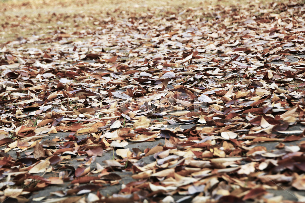 나뭇잎,낙엽,가을,숲,산,가을,계절,fall,autumn,season,ground,바닥