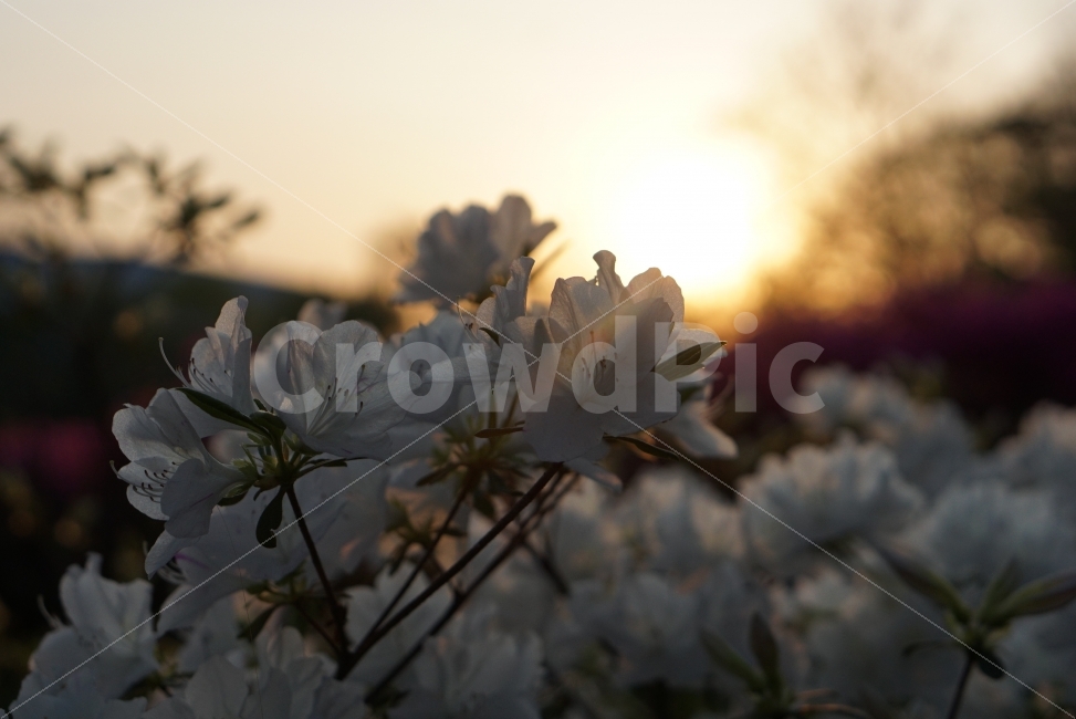 해질녘,하얀꽃,풍경,자연,노을,식물,자연,plants,nature,꽃,flower