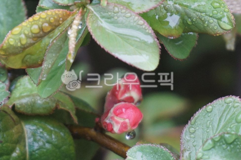 pink,leaves,flower bud,acid saccharide,spring rain,leaf,raindrop