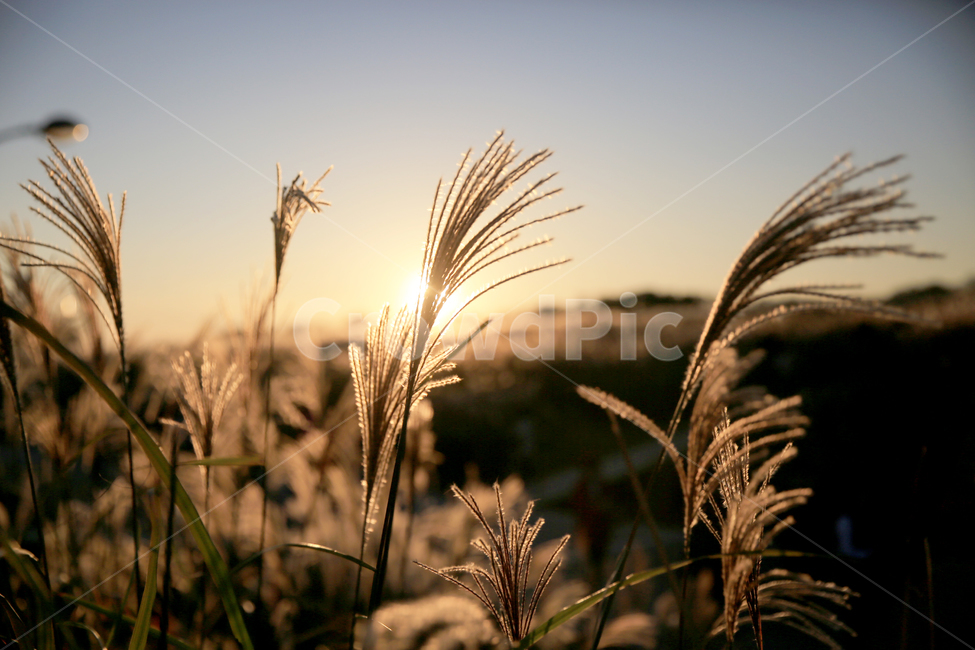 풍경,갈대,자연,노을,해질녘,가을,계절,fall,autumn,season,grass,잔디,plant,식물,lawn