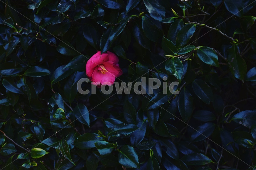 꽃,배경,무늬,빨간꽃,덩쿨,초록,background,자연,식물,자연,plants,nature,꽃,flower