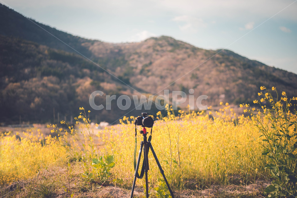 유채,유채꽃,식물,유채밭,꽃,봄,계절,spring,season,사진작가,포토그래퍼,photographer,감성,sensible,feeling,사물,물건,오브젝트,thing,object,matter,tripod,삼각대