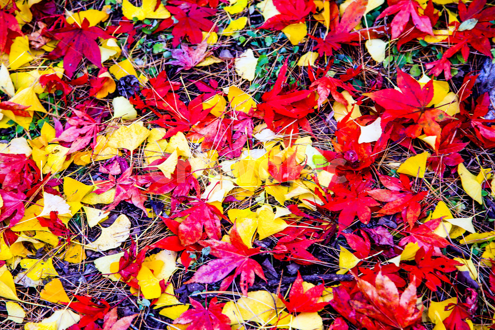 풍경,가을,fall,은행나무,한국가을,koreanfall,잎,식물,leaf,plant,낙엽,은행나무숲,은행단풍잎