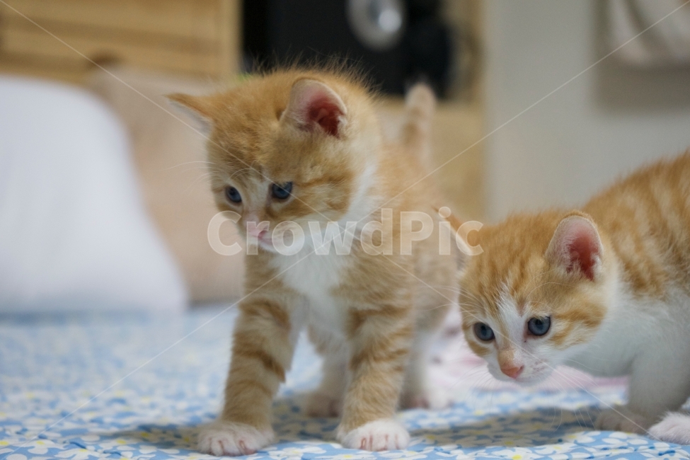고양이,친구,동행,동물,함께,동물,animal,포유류,mammal,고양이,cat,kitten,kitty