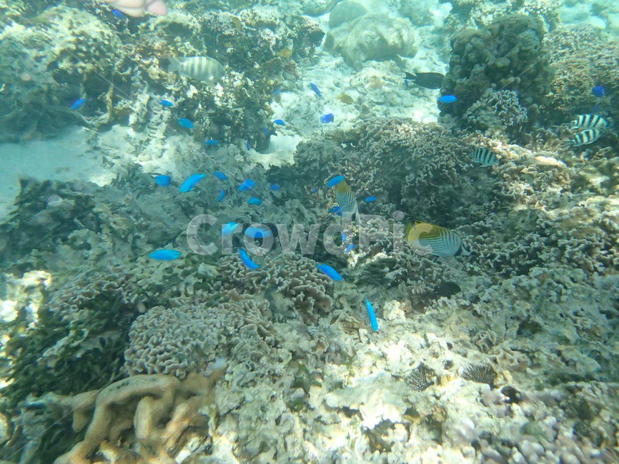 일본,japan,오키나와,okinawa,물고기,fish,snorkeling,스노쿨링