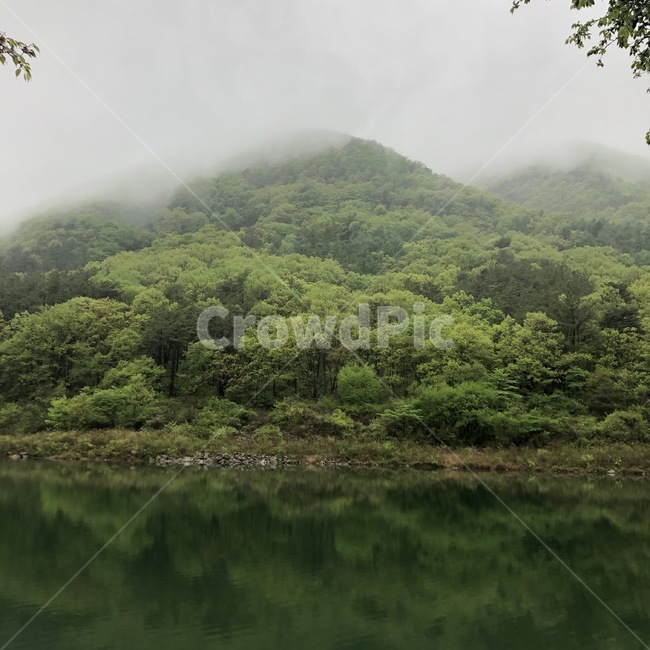 안개,숲,나무,자연,자연경관,경치,호수,호수거울,거울같아,거울,반사,초록색