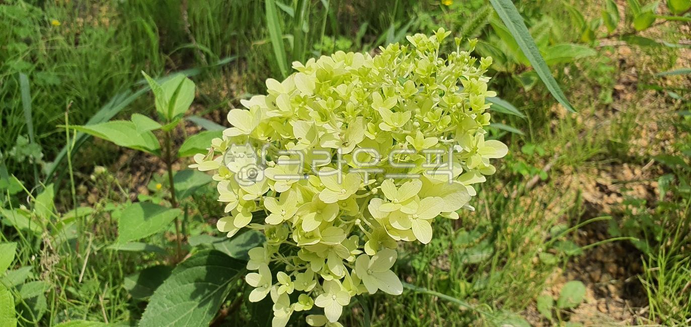 꽃,수국,연두색꽃,fiower,식물,plant