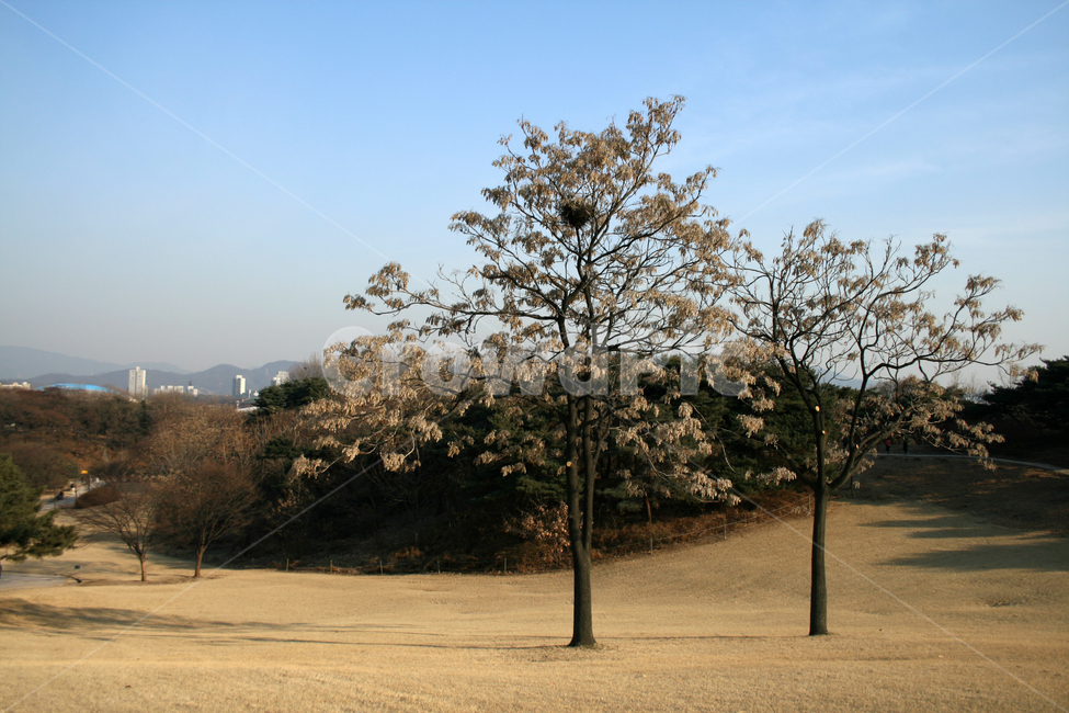 겨울,나무,풍경,하늘,공원,겨울,계절,winter,season,자연,풍경,nature,landscape,tree,plant,식물