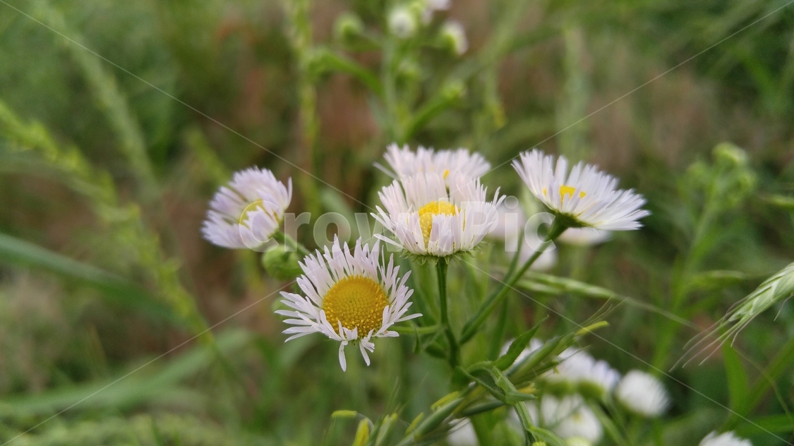 개망초,꽃,들꽃,야생화,흰꽃,흰색,녹색,배경,감성,계절,flower,wildflower,whiteflowers,white,green,background,emotional,season,fieldflowers
