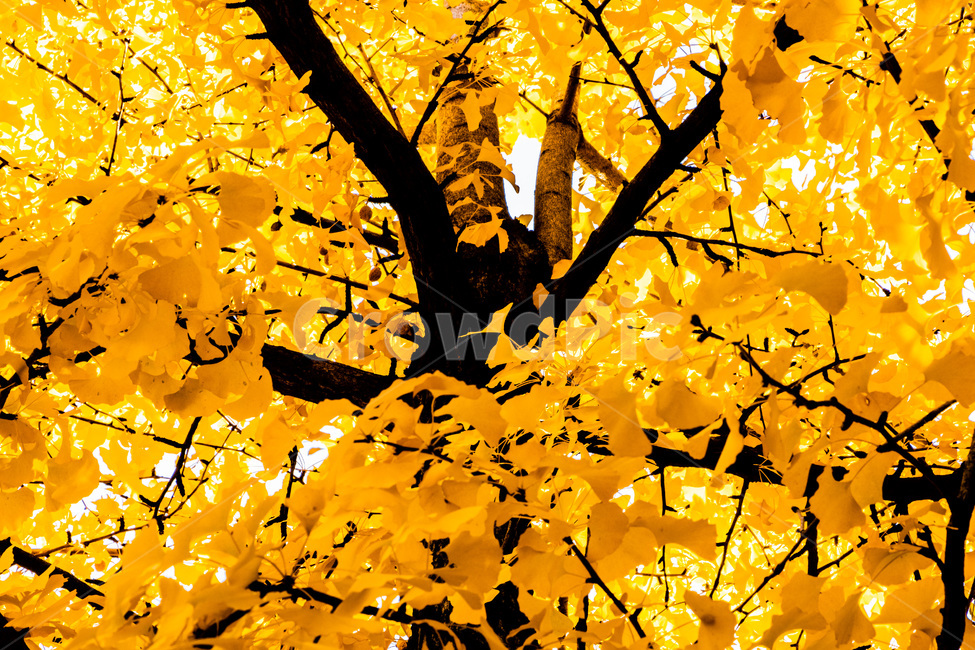 단풍,단풍나무,가을단풍,단풍잎,maple,foliage,가을,계절,fall,autumn,season,plant,식물,leaf,잎,tree,나무