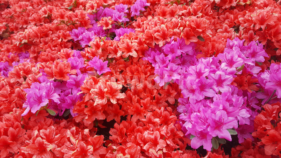 꽃,flower,야생화,생화,근접