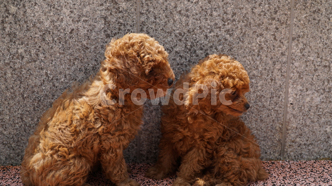 pet,dog,개,animal,동물,강아지,푸들,반려견,반려,애완,댕댕이,꼬물이,동물,animal,포유류,mammal,개,강아지,dog,doggy